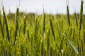 Field plants on a sunny May day. Blurred background, close-up of the plant.