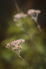 Field plants on a sunny May day. Blurred background, close-up of the plant.