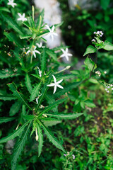Close-Up of White Flowers and Green Foliage in Natural Forest Setting