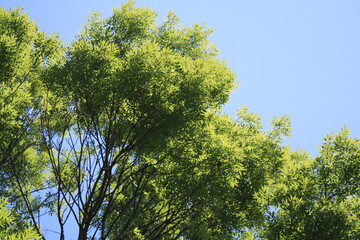 Obraz premium Lush green leaves of a tree canopy lit by sunlight under a clear sky.