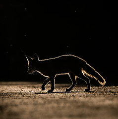 silhouette of a red fox crossing the street