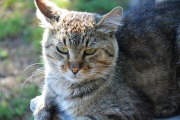 Tabby cat with green eyes looking straight, on blurred green background