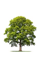 Oak tree plant white background tranquility.