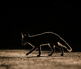 silhouette of a red fox crossing the street