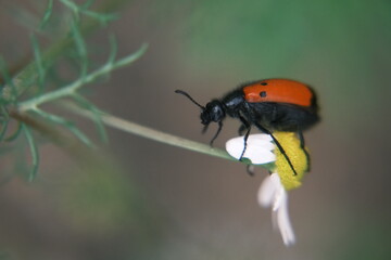 Naklejka premium ladybird on a leaf