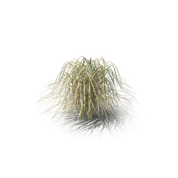 Prairie Cordgrass isolated on transparent background