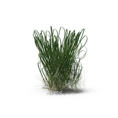 Green Grass isolated on transparent background