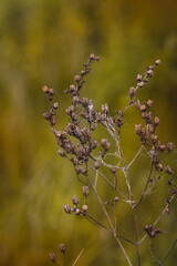 Field plants on a sunny May day. Blurred background, close-up of the plant.