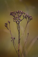 Field plants on a sunny May day. Blurred background, close-up of the plant.