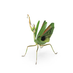 Praying Mantis isolated on transparent background