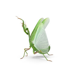Praying Mantis isolated on transparent background