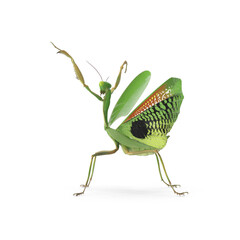 Praying Mantis isolated on transparent background