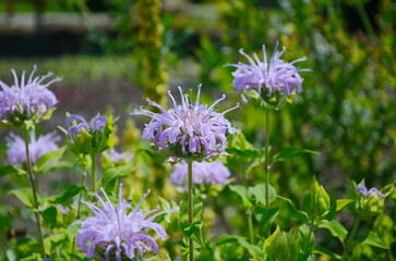 Purple Monarda, also known as bergamot, bee balm, horsemint Violet Queen