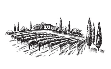 Wine plantation hills, trees, hand drawn illustration	

