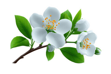 Fototapeta premium Delicate white cherry blossoms isolated on transparent background