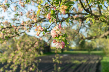 Experience the charm of a blooming apple tree, its delicate flowers heralding spring in the village. A perfect scene for nature lovers and a celebration of rural beauty.