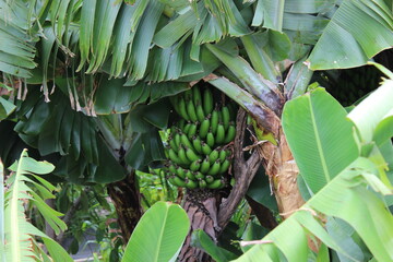 Bananenstaude, grüne Bananen, Bananenpflanze, Staude	