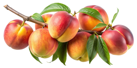 A vibrant display of fresh peaches clinging to a tree branch with leaves