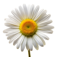 Fototapeta premium Daisy flower isolated on white background