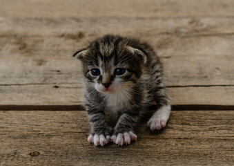 A small newborn tabby kitten is lying on a wooden surface outdoors, with a blurred green garden foliage in the background. The kitten has barely open eyes, showing vulnerability and cuteness.