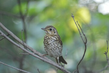 Song Thrush in a Green Forest