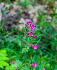 Bright purple red campion flowers stand out against a blurred green background, creating a delicate image of wild nature. This wildflower highlights the beauty of summer landscapes, adding rich colors