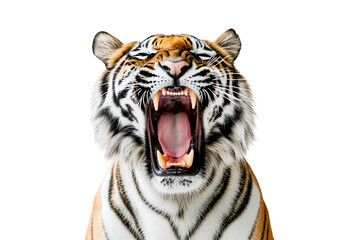 Roaring tiger head close up isolated on transparent background © iPNG