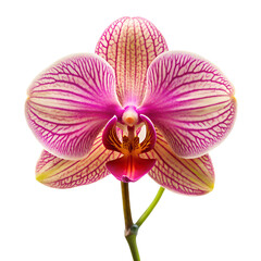 Fototapeta premium Orchid flower isolated on white background
