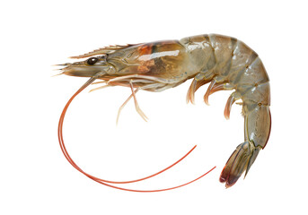 Isolated Raw Shrimp Fresh Seafood Gourmet