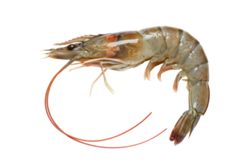 Isolated Raw Shrimp Fresh Seafood Gourmet