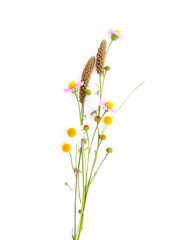 Flower grass tansy on a white background