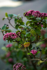 red and yellow flowers