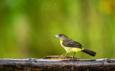 Lemon-tailed tangara female again on mossy stick.