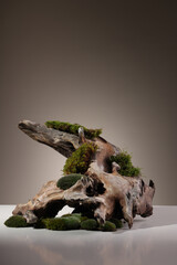 Contemporary still life with dried hydrangea, dried eryngium flowers and brown corkscrew on a dark background Northern natural composition with lichen, moss, branches, dried flowers and driftwood. 