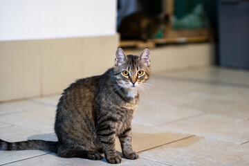 A cat is comfortably sitting on a tiled floor, looking directly at the camera