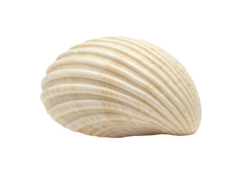 Isolated Natural Seashell with Ridged Texture