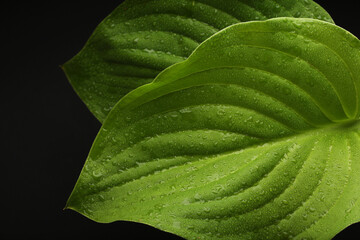 Obraz premium Tropical rainforest foliage plants bushes (ferns, palm, philodendrons and tropic plants leaves) in tropical garden on black background, green variegated leaves pattern nature frame forest background.