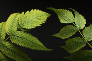 Tropical rainforest foliage plants bushes (ferns, palm, philodendrons and tropic plants leaves) in tropical garden on black background, green variegated leaves pattern nature frame forest background.