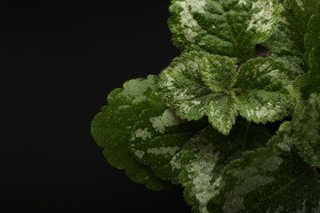 Tropical rainforest foliage plants bushes (ferns, palm, philodendrons and tropic plants leaves) in...