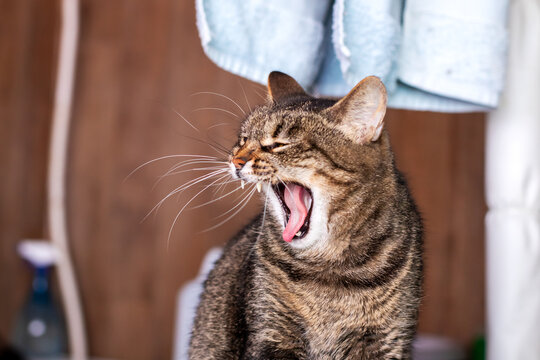A cat is yawning broadly, showcasing its mouth wide open fully