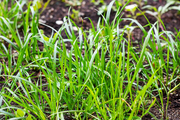 Close up of fresh green grass growing out of the ground