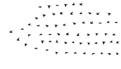 Silhouette of a bird flying on the sky, isolated background, vector illustration.