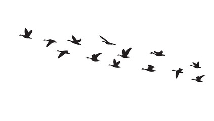 Silhouette of birds flying in a flock in the sky, isolated background, vector illustration.