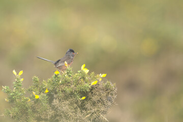 Dartford warbler collecting food in spring