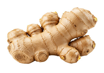 Isolated Fresh Ginger Root with Knobby Texture