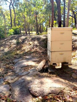 Sunny single amateur beehive in Sydney. The beehive is on rocky ground on a bush property