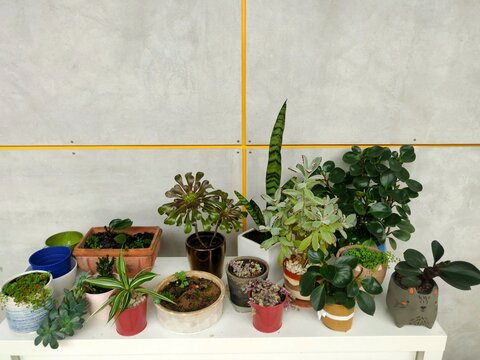 Collection of indoor plants in pots on a grey background wall