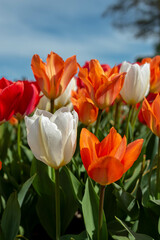red and yellow tulips