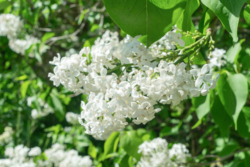 Delight in the beauty of blooming white lilacs, their fragrant flowers creating a serene atmosphere in any garden. Perfect for springtime bouquets and outdoor decor.