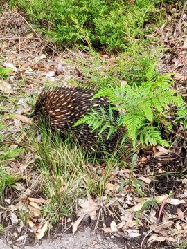 A short-beaked echidna (Tachyglossus Aculeatus) emerging from a fern in Newcastle, Australia